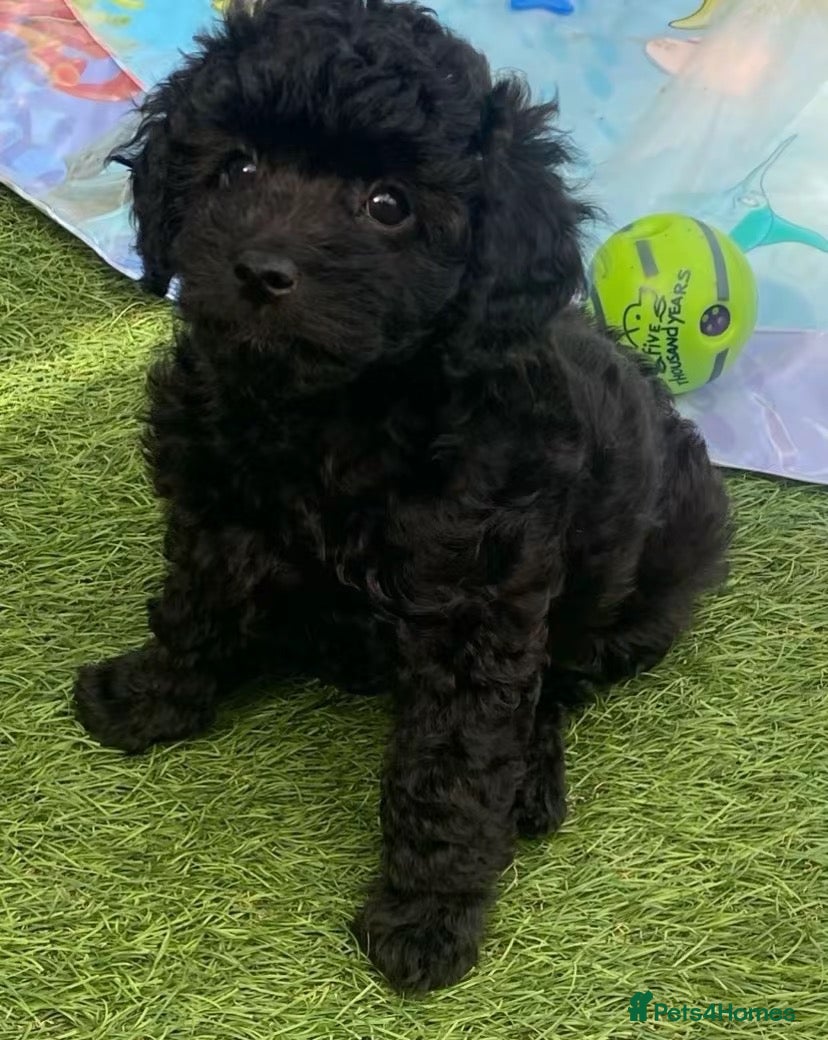 Cavapoo dogs 1 stunning girl F1b Cavapoo DNA Tested lines  - Advert 11