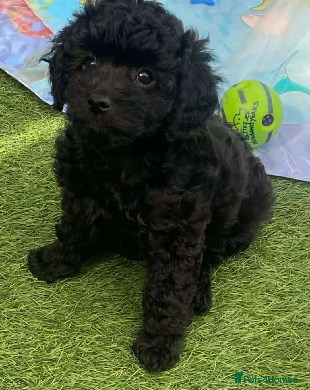 Cavapoo dogs for sale: 1 stunning girl F1b toy-Cavapoo DNA Tested lines  - Advert 1