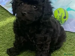 Cavapoo dogs 1 stunning girl F1b toy-Cavapoo DNA Tested lines - Advert 1