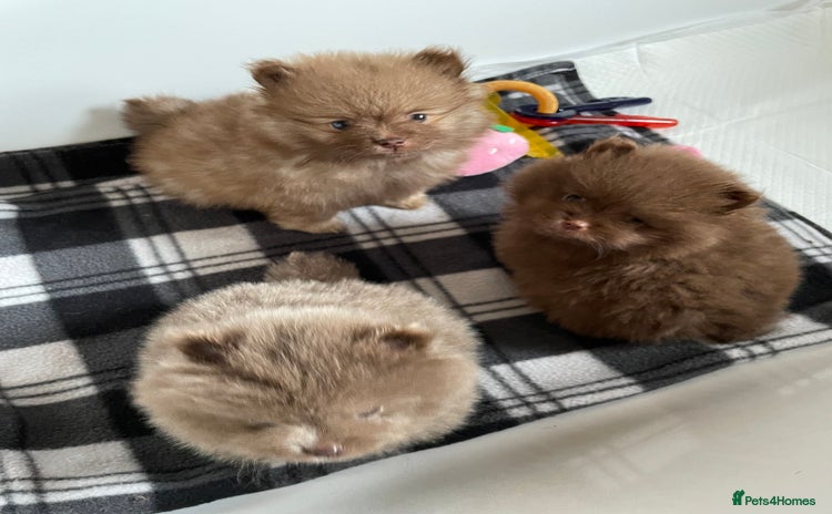 Pomeranian dogs - Advert 7