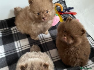 Pomeranian dogs - Advert 13