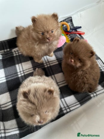 Pomeranian dogs - Advert 11