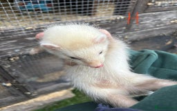 Ferret rodents for sale: Ferret Kits (albino, sandy, bew colours) - Image 9