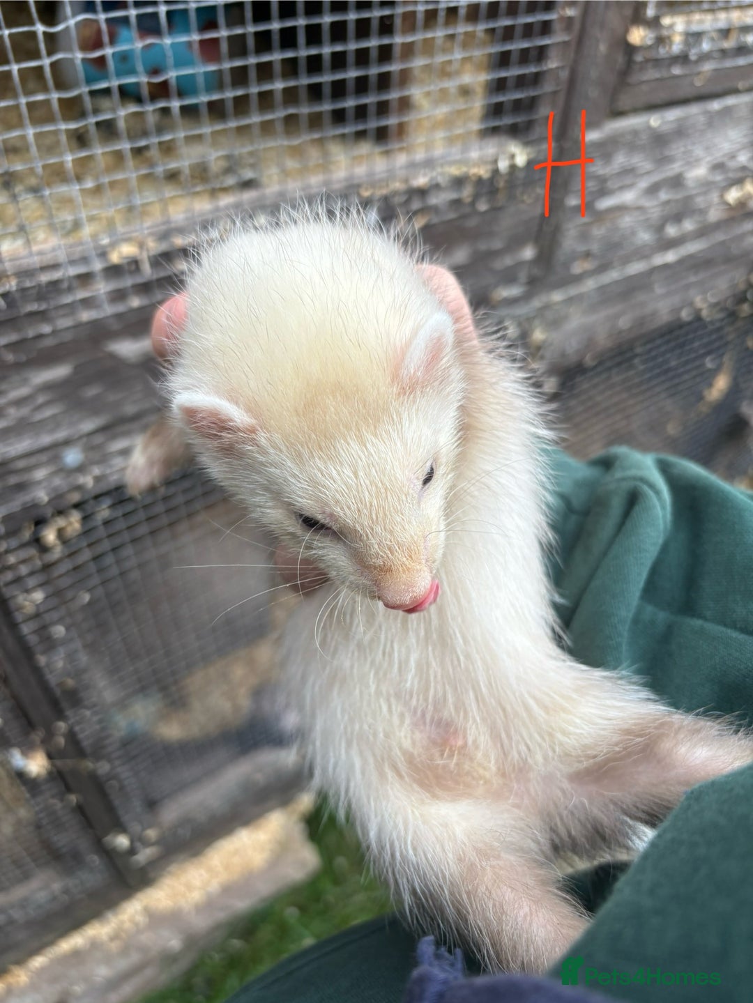 Ferret rodents for sale: Ferret Kits (albino, sandy, bew colours) - Image 9