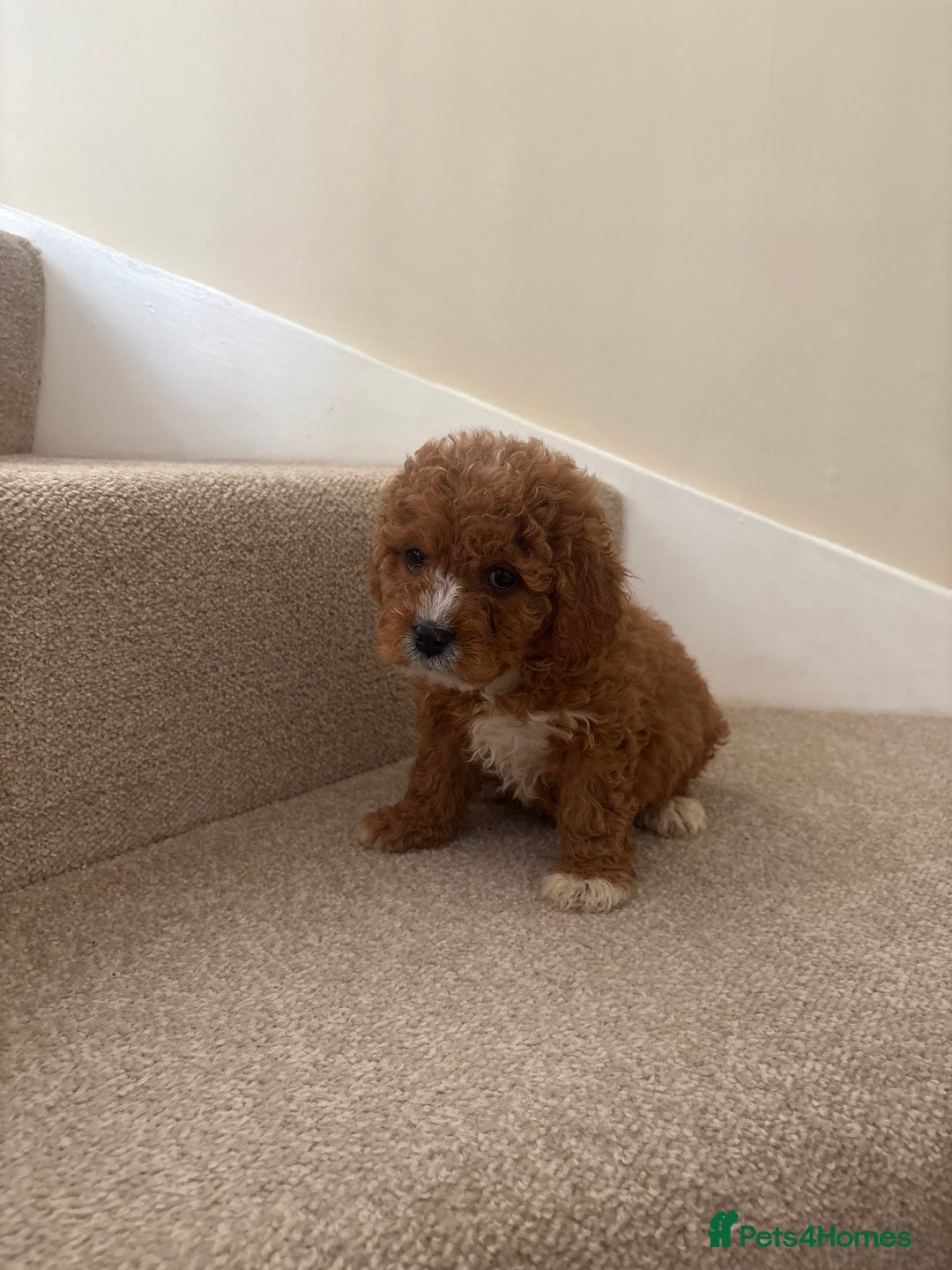 Cavapoo dogs for sale: Stunning F1b Deep Fox Red Toy cavapoos - Image 16