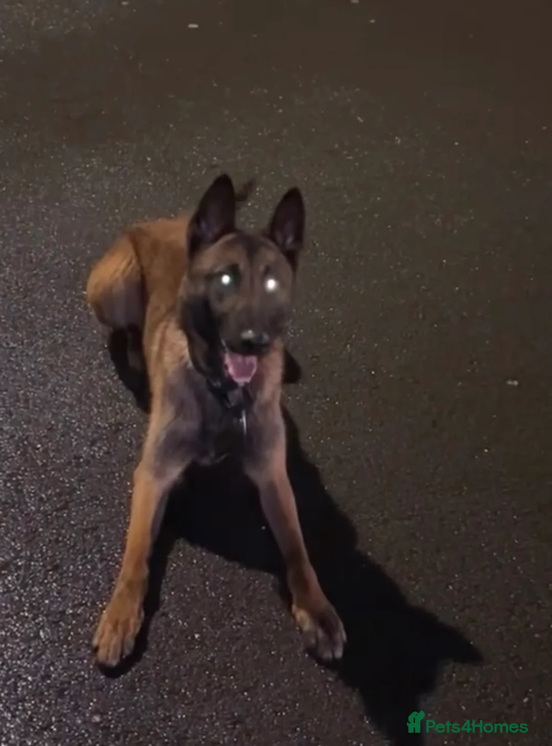 Belgian Shepherd Dog dogs for sale: Belgian malinios  in Birmingham - Advert 1