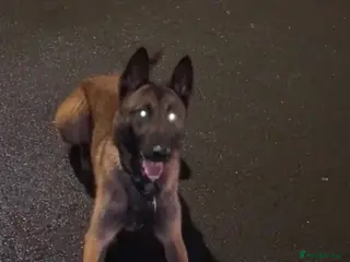 Belgian Shepherd Dog dogs Belgian malinios - Advert 17