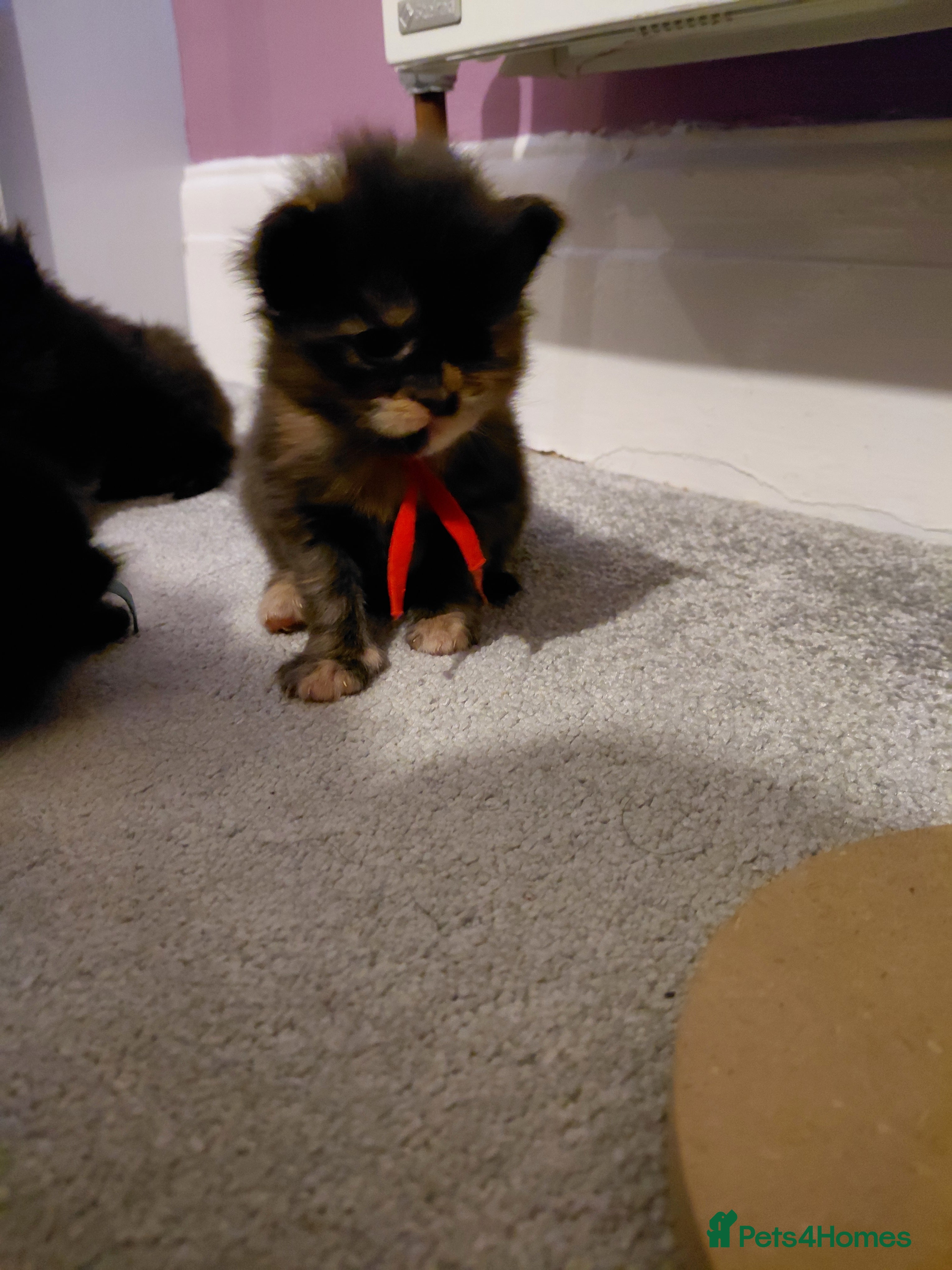 Maine Coon cats Beautiful Ticca registered maine coon kittens - Advert 2