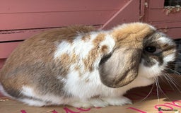 Mini Lop rabbits for sale: Waiting list open for Mini lops & lionlops - Image 5