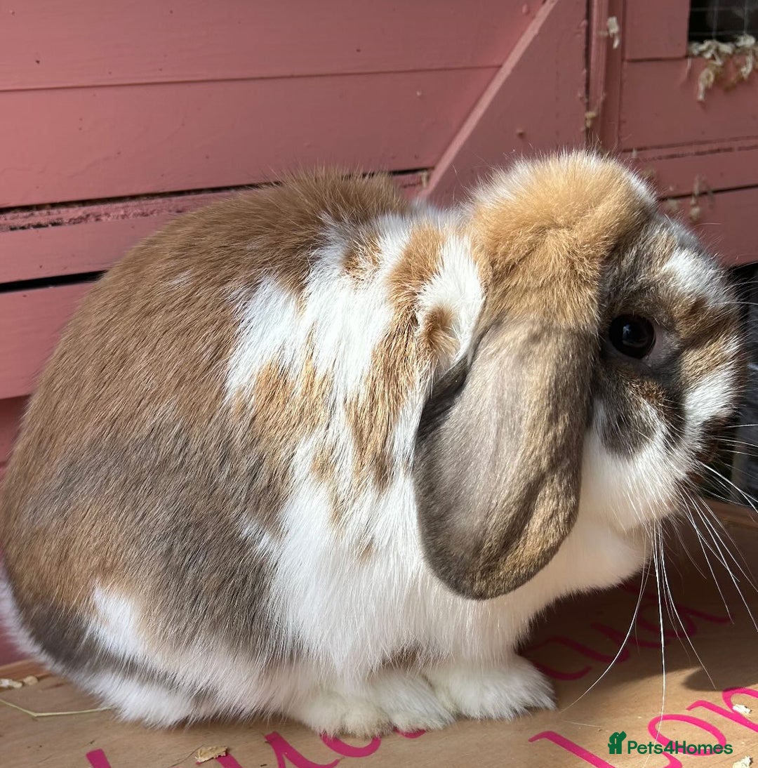 Mini Lop rabbits for sale: Waiting list open for Mini lops & lionlops - Image 5