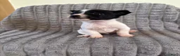 Jack Russell dogs for sale: Dan smith  - Advert 5