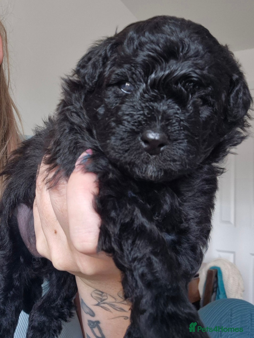 Pomapoo dogs for sale: Toy poodle x pomapoo  - Image 1