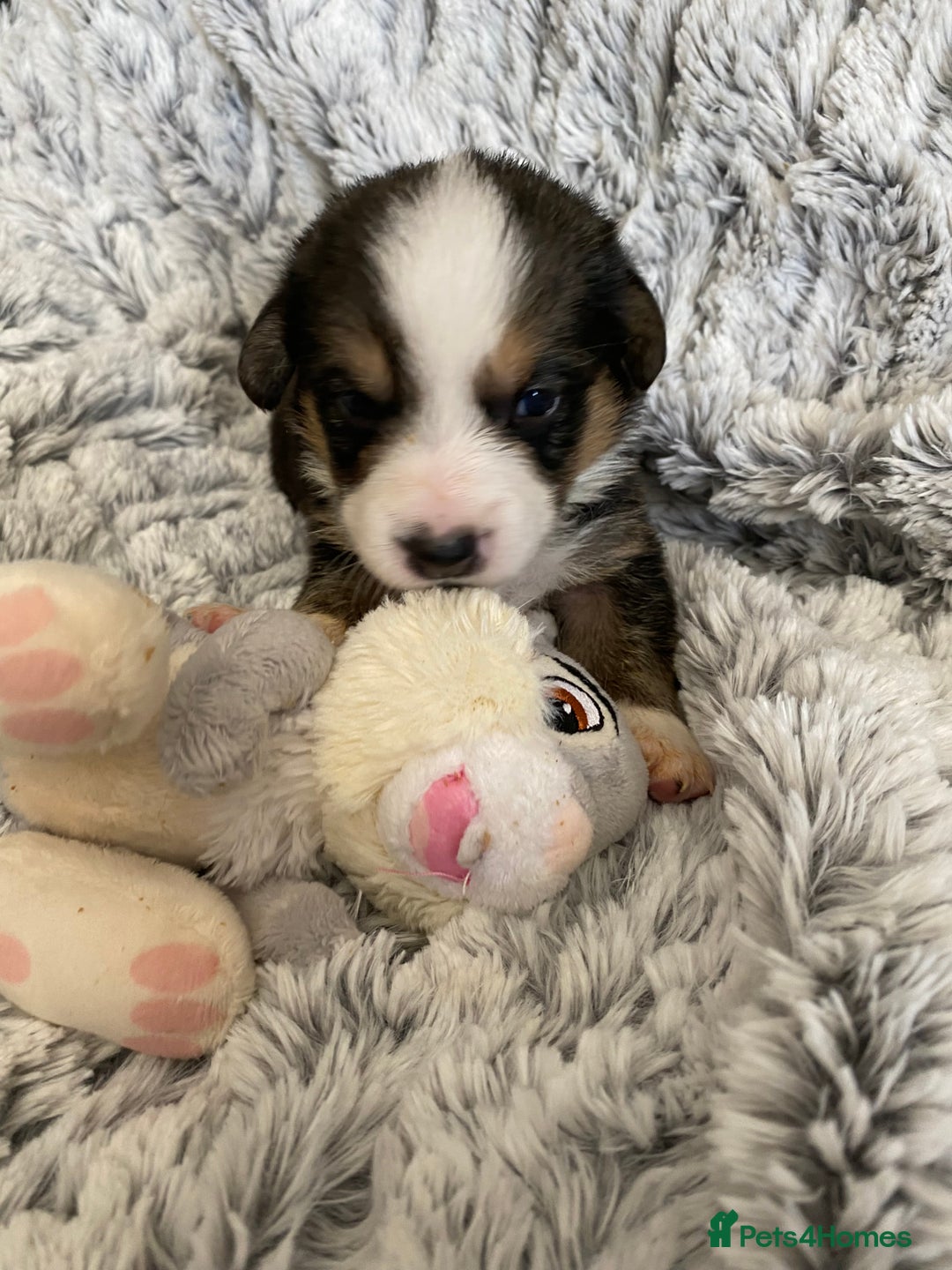 Welsh Corgi Cardigan dogs for sale: WELSH CARDIGAN CORGI BABIES FROM 5 ⭐ LICENSED HOME - Image 20