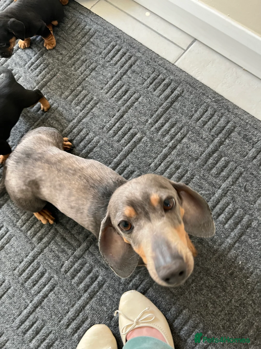 Mixed Breed dogs for sale: 7 Dachshund x jack russel puppies  - Advert 11