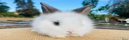 Lionhead rabbits for sale: Stunning double maned lionhead rabbits - Advert 4