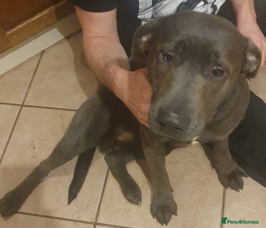 Mixed Breed dogs for sale: Queenie charcoal lab x  - Advert 5