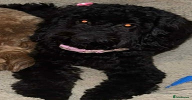 Cockapoo dogs Stunning F2 cockapoo pups  - Advert 6