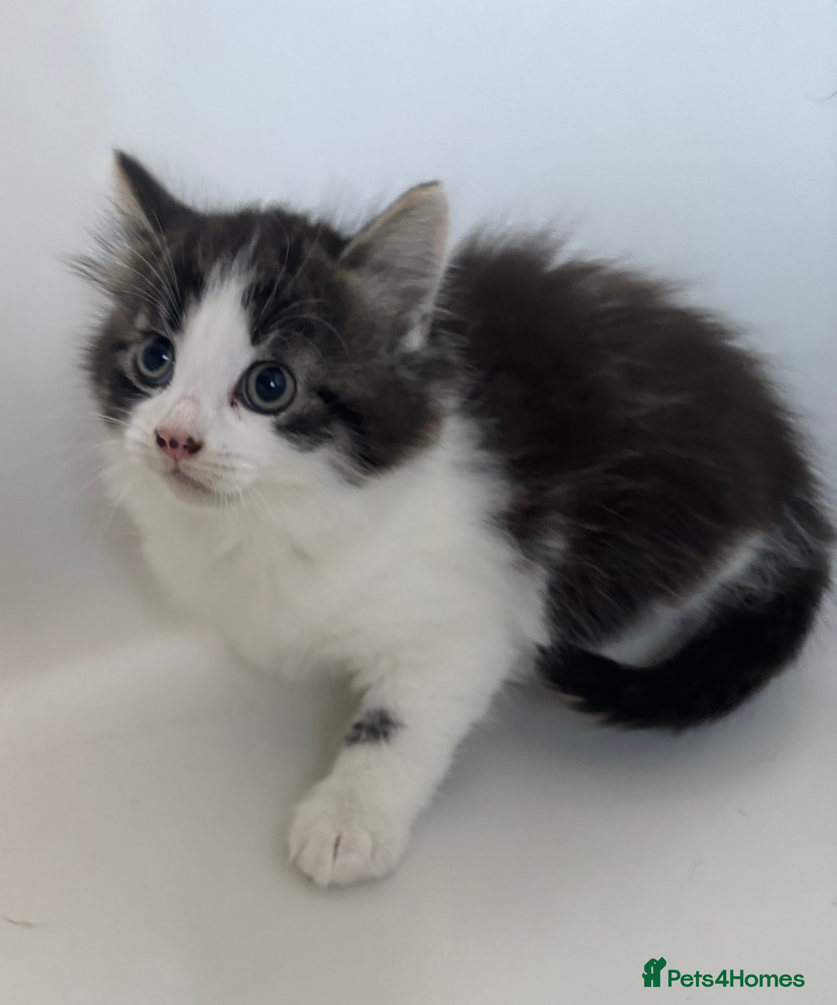 Mixed Breed cats Stunning kittens ready to go  - Advert 1