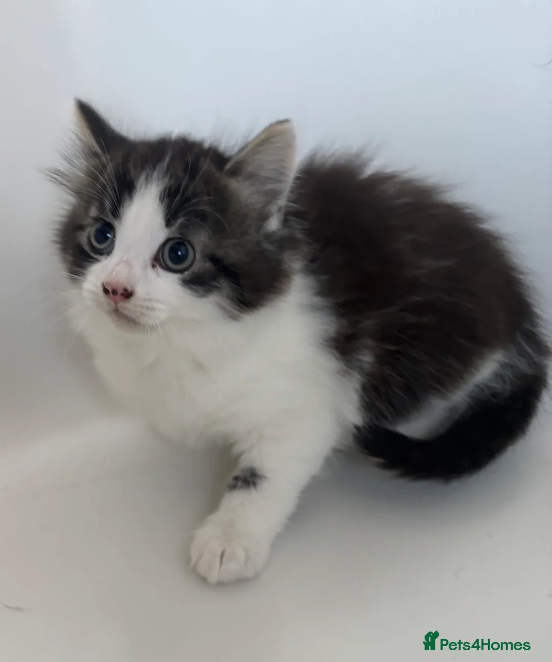 Mixed Breed cats for sale: Stunning kittens ready to go  - Advert 2