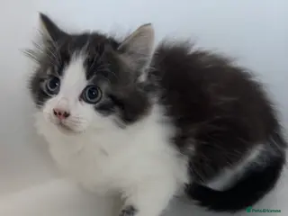 Mixed Breed cats Stunning kittens ready to go - Advert 1