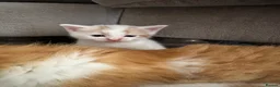 Mixed Breed cats for sale: Two white and ginger stunning Boys  in Ashford - Advert 2