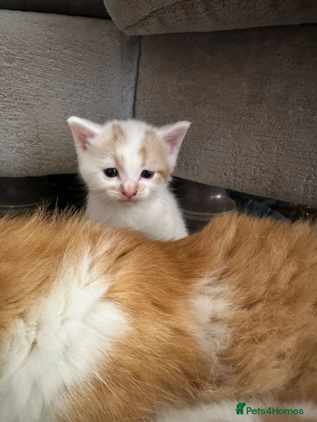Mixed Breed cats for sale: Two white and ginger stunning Boys  in Ashford - Advert 2