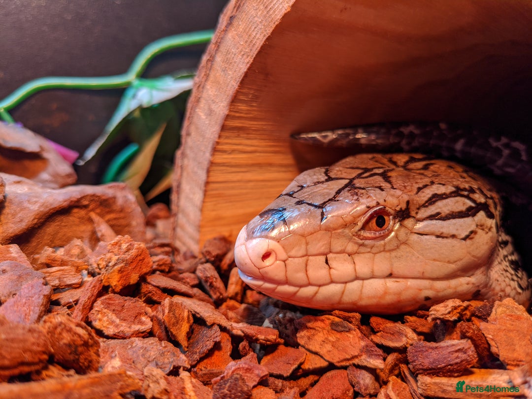 Skink reptiles for sale: Merauke (Indonesian) Blue Tongue Skink - Advert 3
