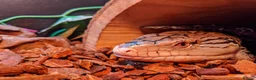 Skink reptiles for sale: Merauke (Indonesian) Blue Tongue Skink - Advert 3