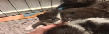 Mixed Breed Kitten 3