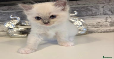 Ragdoll cats - Advert 6
