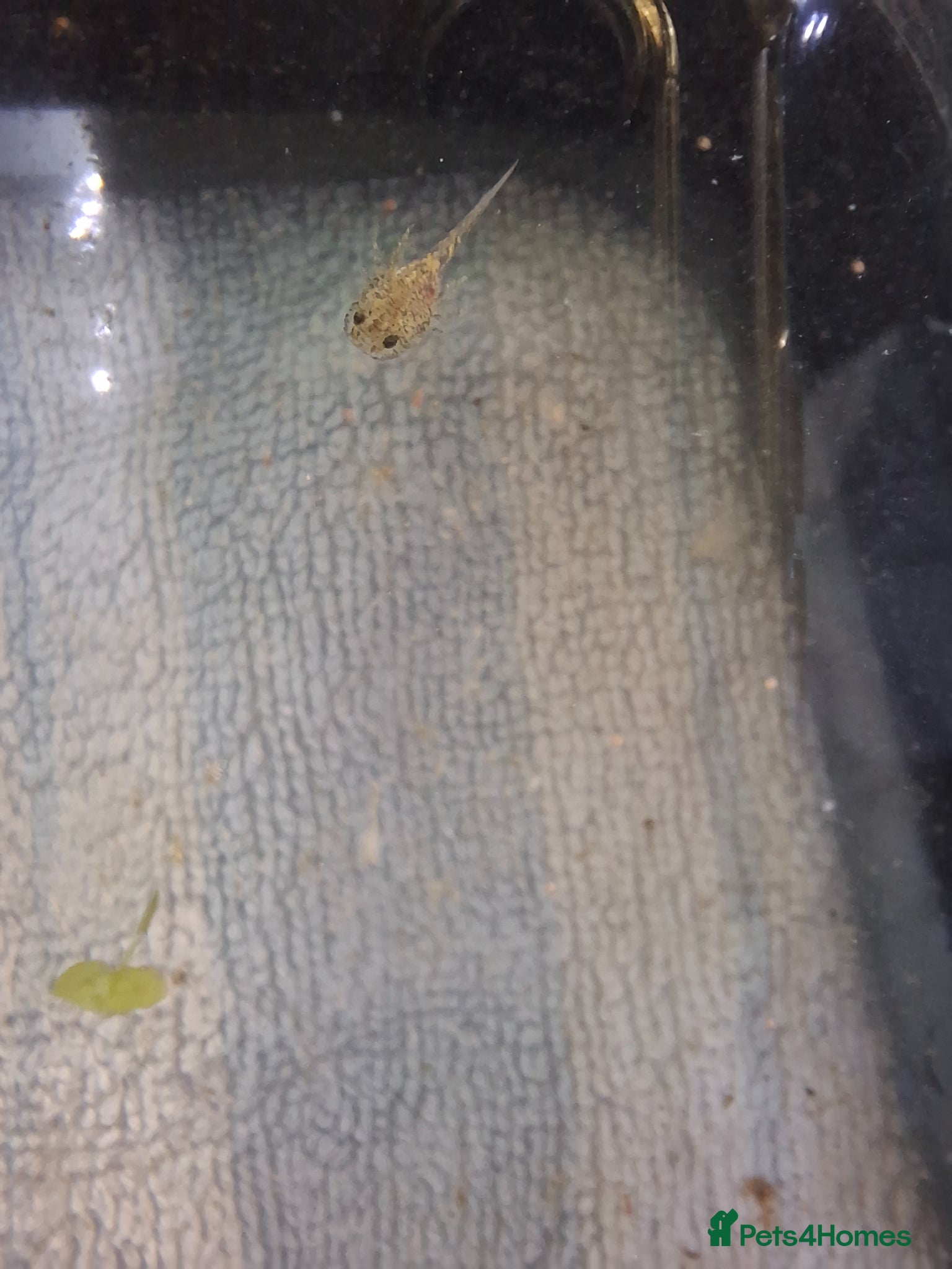 Other/Mixed Breed fish Baby axolotl  - Advert 2