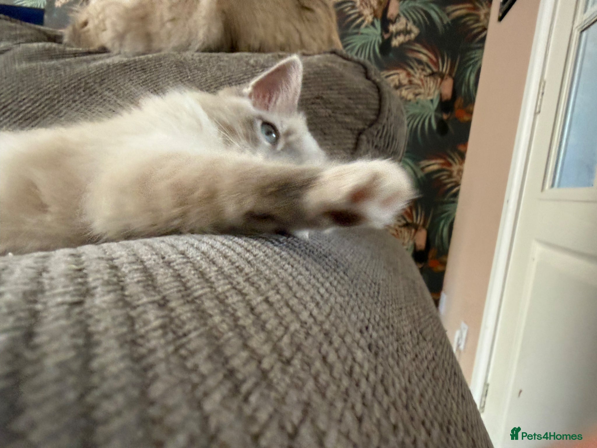 Ragdoll cats Beautiful boy  - Advert 2