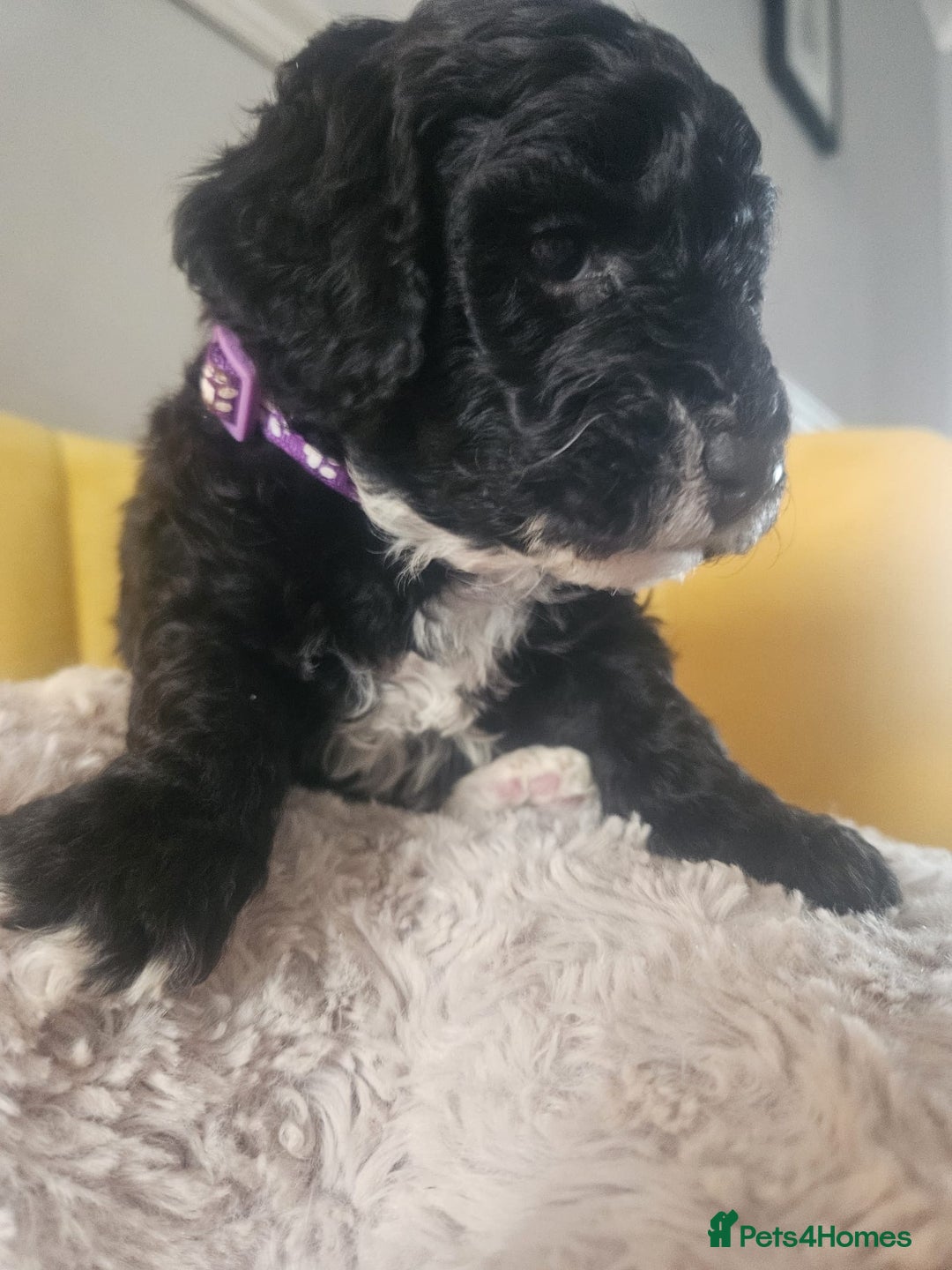 Schnoodle dogs for sale: Schnoodle Puppies - Advert 23