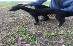 Mixed Breed dogs for sale: Big Ben  - Image 3