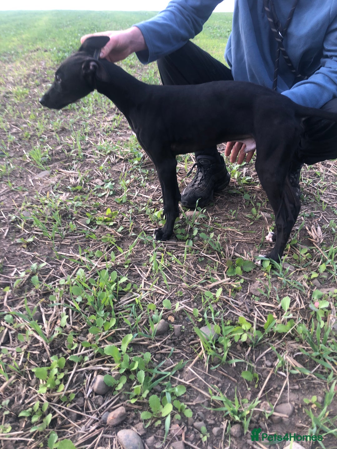 Mixed Breed dogs for sale: Big Ben  - Image 3