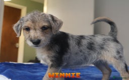 Mixed Breed dogs for sale: Parson Russell Cross Puppies  - Image 25