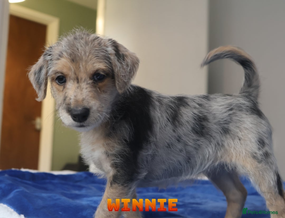 Mixed Breed dogs for sale: Parson Russell Cross Puppies  - Image 25