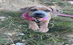 Cane Corso dogs for sale: Cane corso x Boerboel🩷 - Image 1