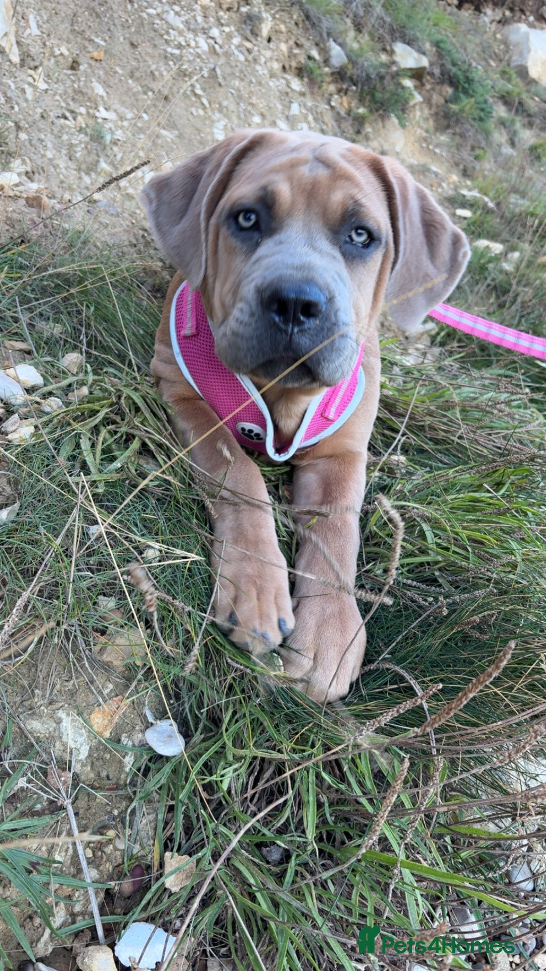 Cane Corso dogs for sale: Cane corso x Boerboel🩷 - Image 1