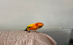 Parakeets birds for sale: Sun corner  - Image 2