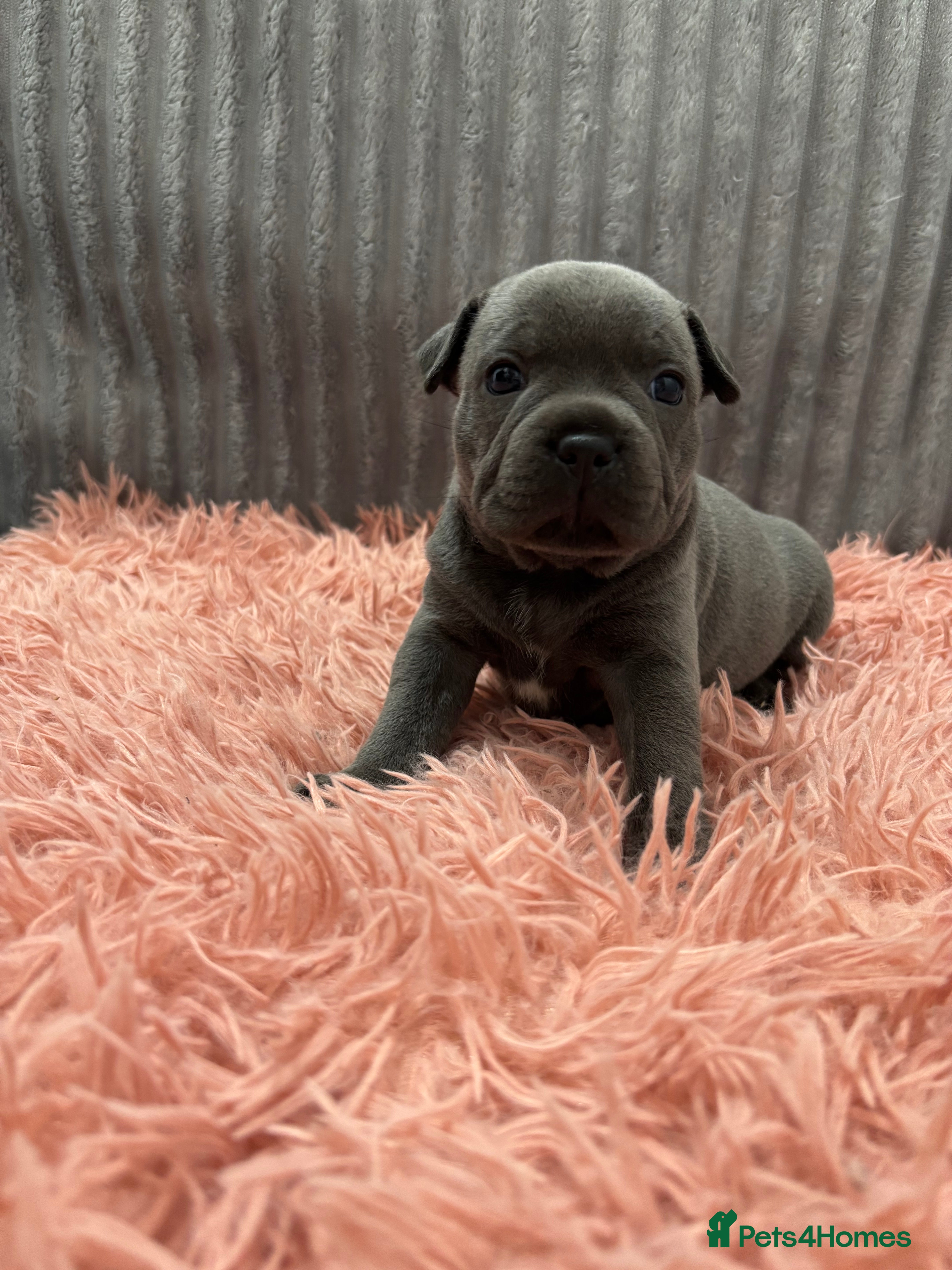 Staffordshire Bull Terrier dogs TRUE TO TYPE BLUE STAFFORDSHIRE BULL TERRIER PUPS - Advert 2