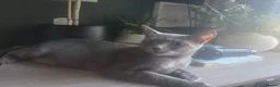 Russian Blue cats for sale: 🐾 Beautiful Russian Blue Kittens 🐾 - Advert 1