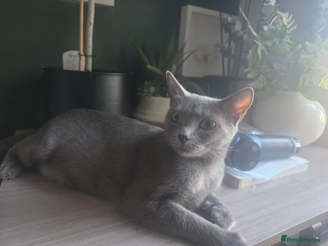 Russian Blue cats for sale: 🐾 Beautiful Russian Blue Kittens 🐾 - Advert 1