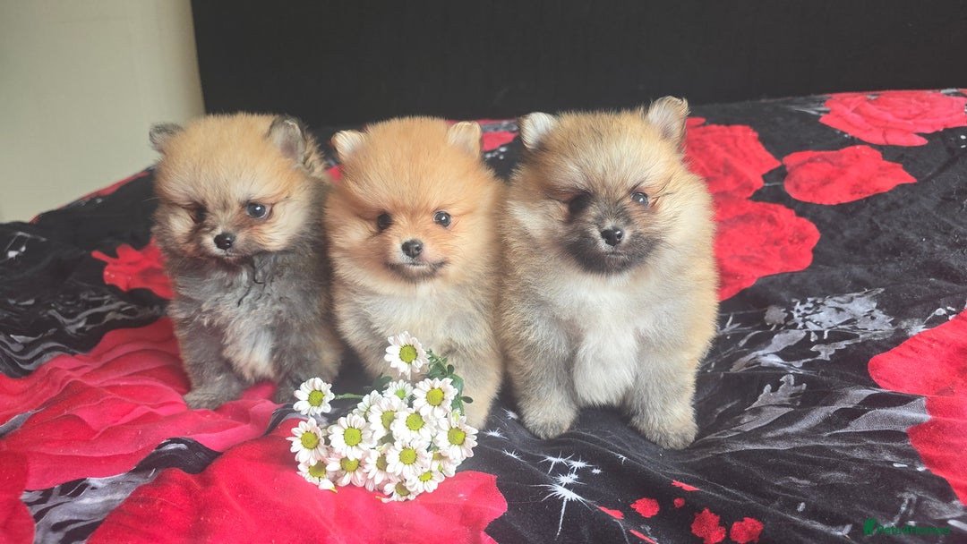Pomeranian dogs for sale: 🔥XXXS🔥Pomeranian puppies🔥KC reg🔥for sale🔥 - Image 10