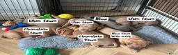 American Bully dogs for sale: American bully puppies  - Advert 19