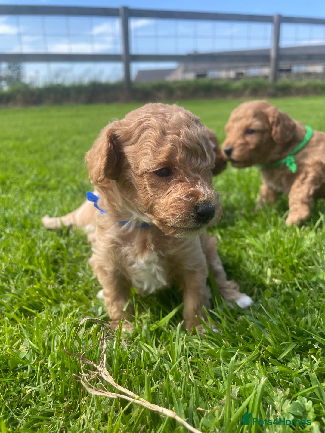 Maltipoo dogs for sale: Adorable F1b Maltipoo Puppies 4 Boys Available 🐾 - Image 5