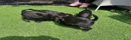 Doxiepoo dogs for sale: 4 beautiful Dacshund cross poodle  - Advert 4