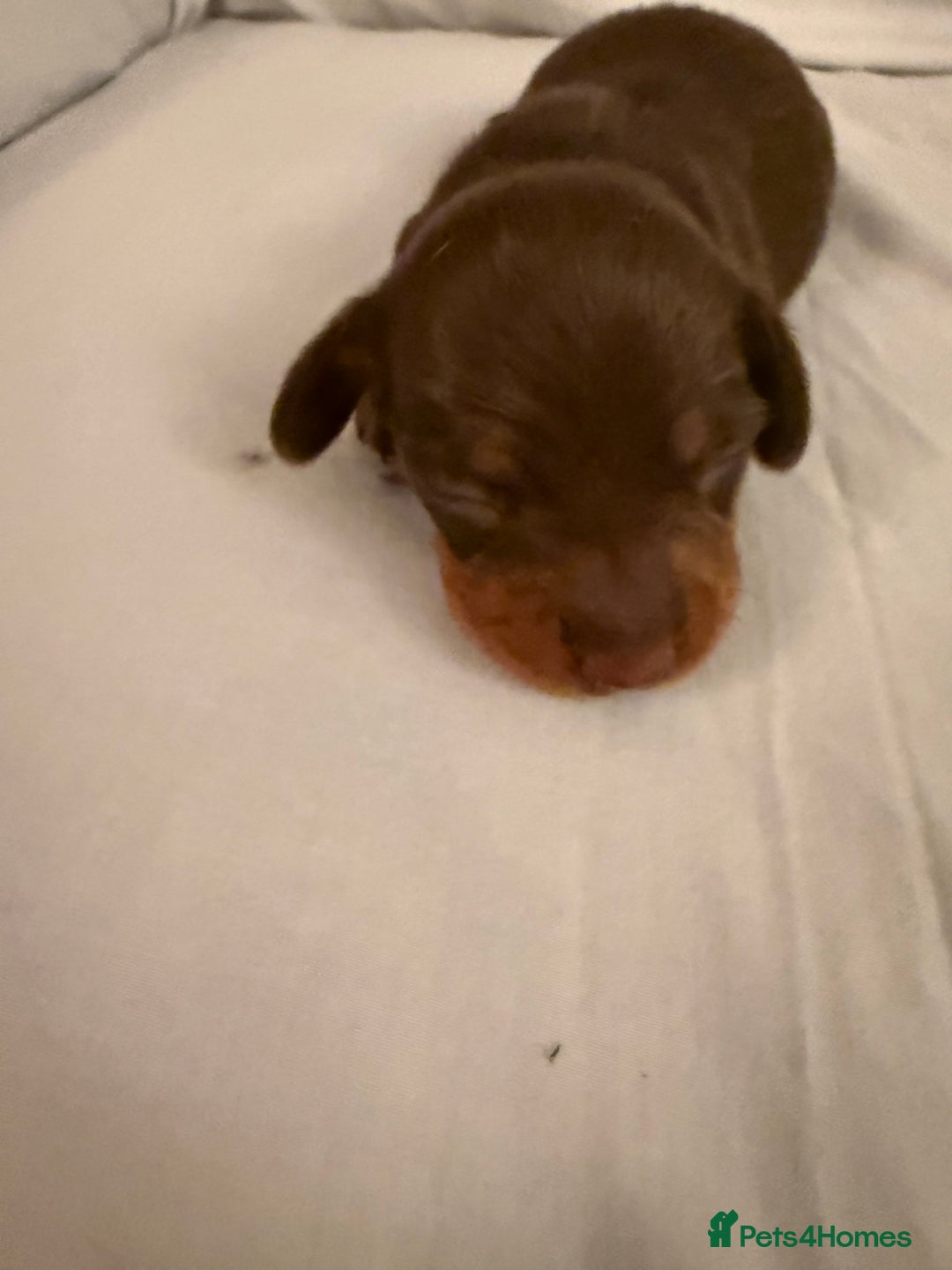 Dachshund dogs for sale: Miniature Dachshund puppies for sale - Advert 33