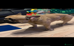 French Bulldog dogs for stud: Male french bulldog for stud. - Image 3