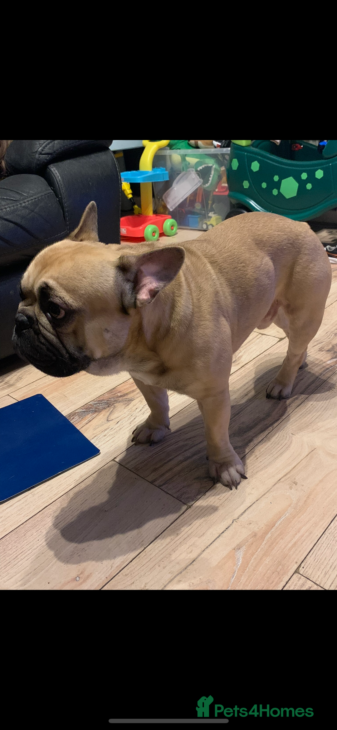 French Bulldog dogs for stud: Male french bulldog for stud. - Image 3